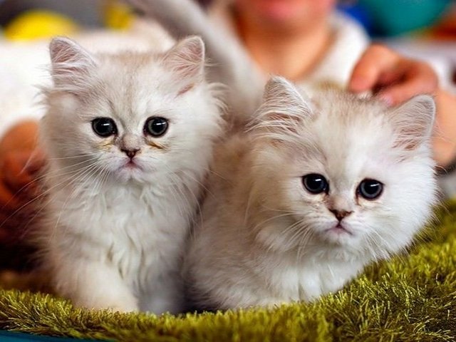 Породы кошек в Жуковском | ЗооТом портал о животных