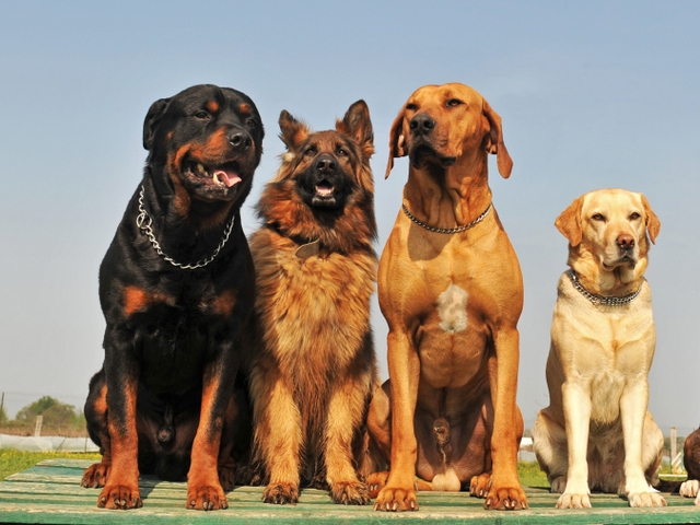 Крупные породы собак в Жуковском | ЗооТом портал о животных