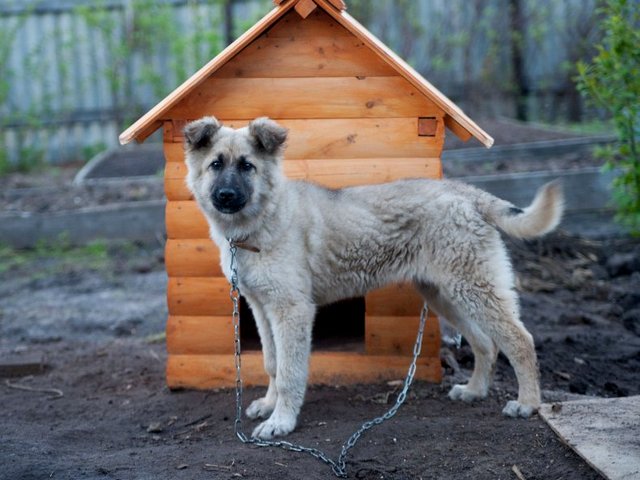 Все о собаках в Жуковском Все о собаках в Жуковском